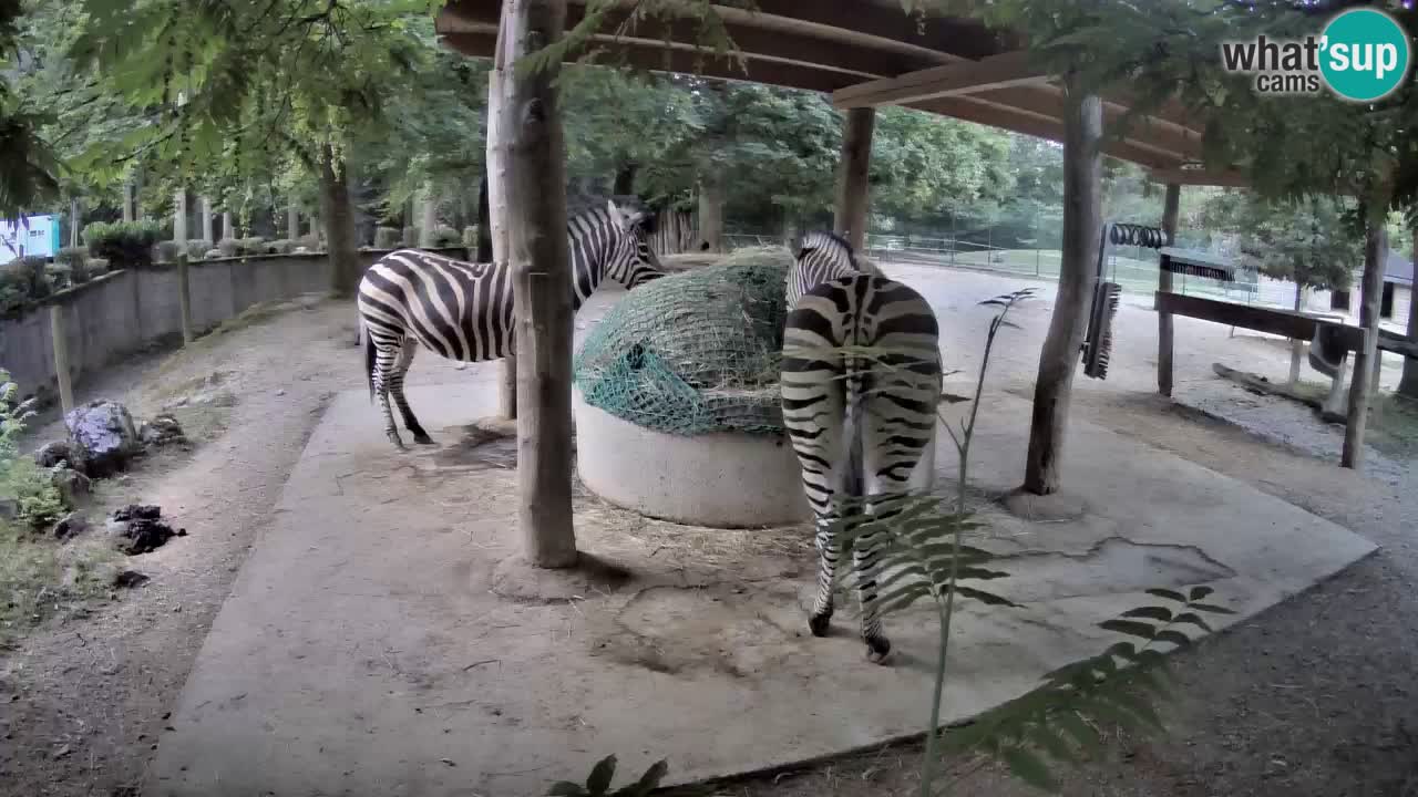 Live webcam Zebras in Ljubljana ZOO – Slovenia