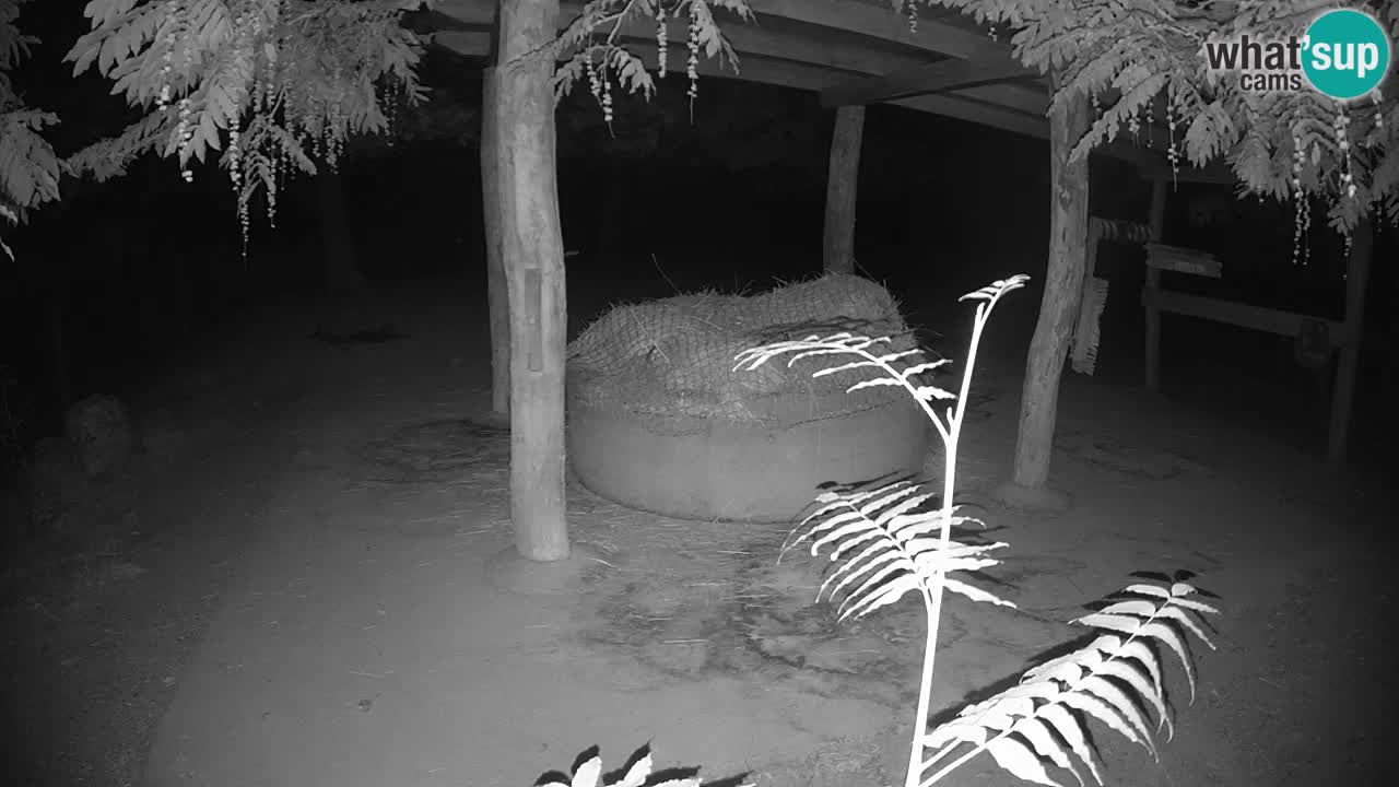 Web kamera uživo Zebras u ZOO Ljubljana – Slovenija