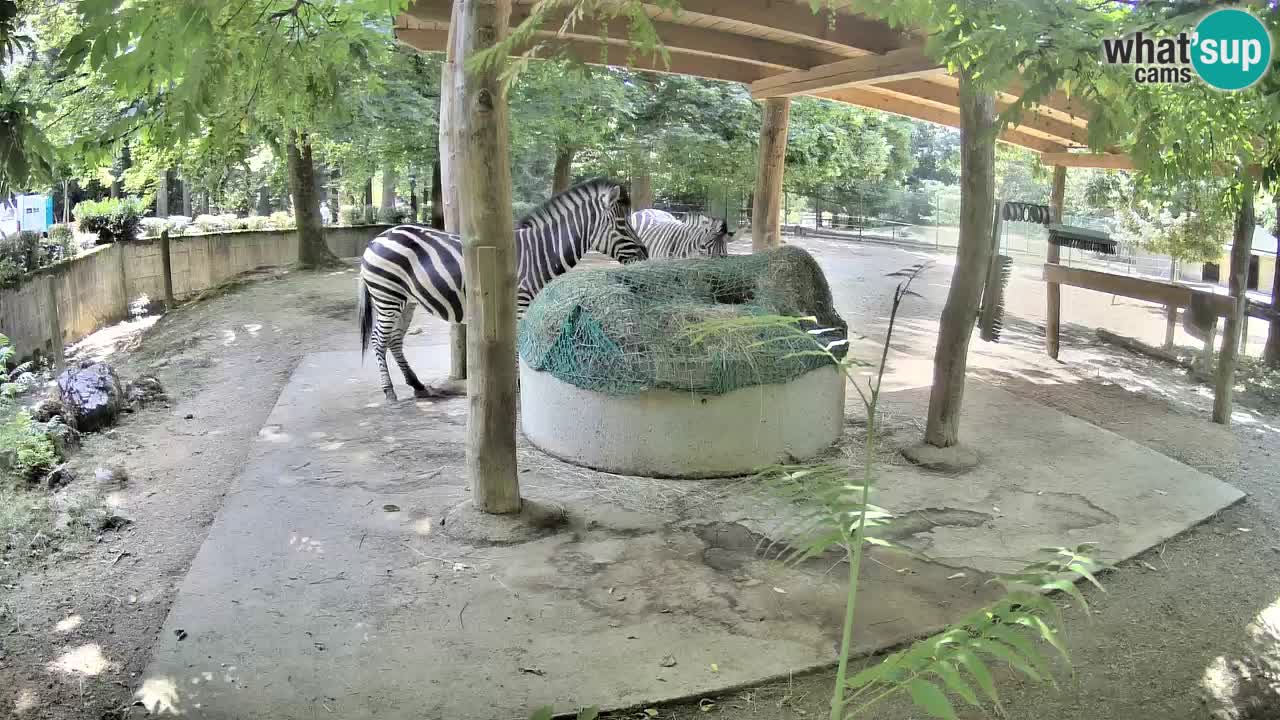 Camera en vivo Cebras in Ljubljana ZOO – Eslovenia
