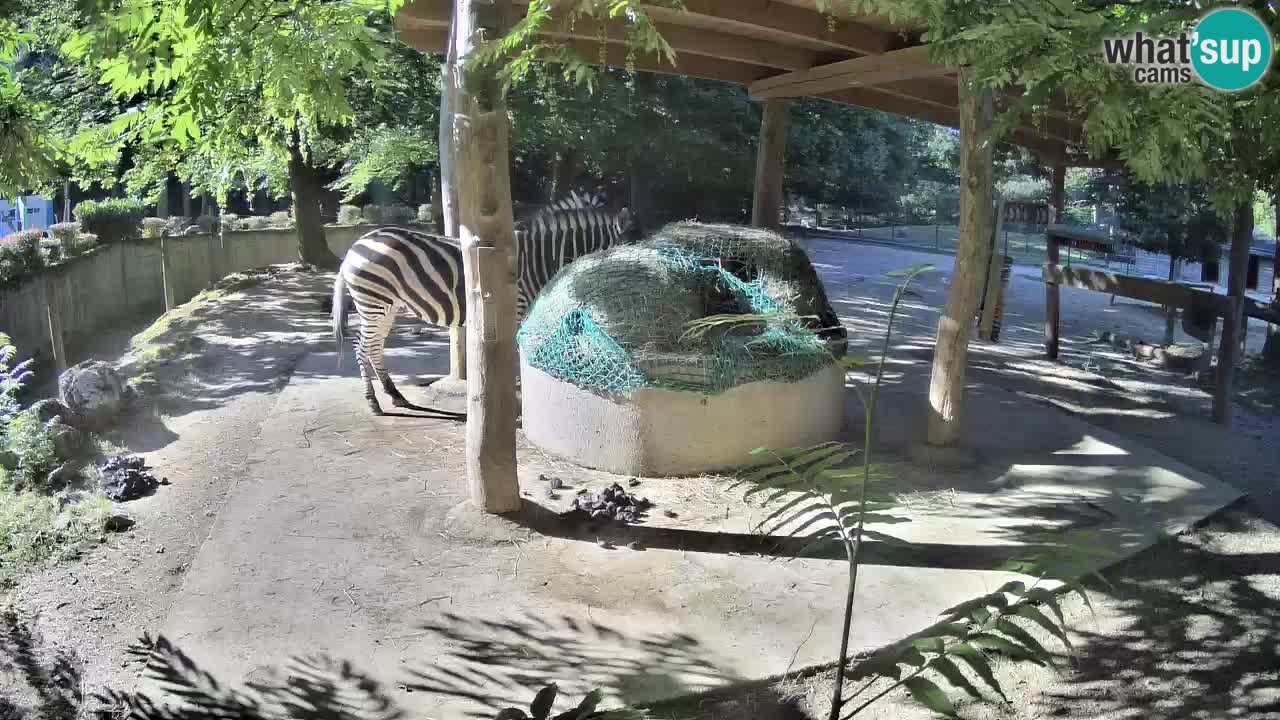 Camera en vivo Cebras in Ljubljana ZOO – Eslovenia
