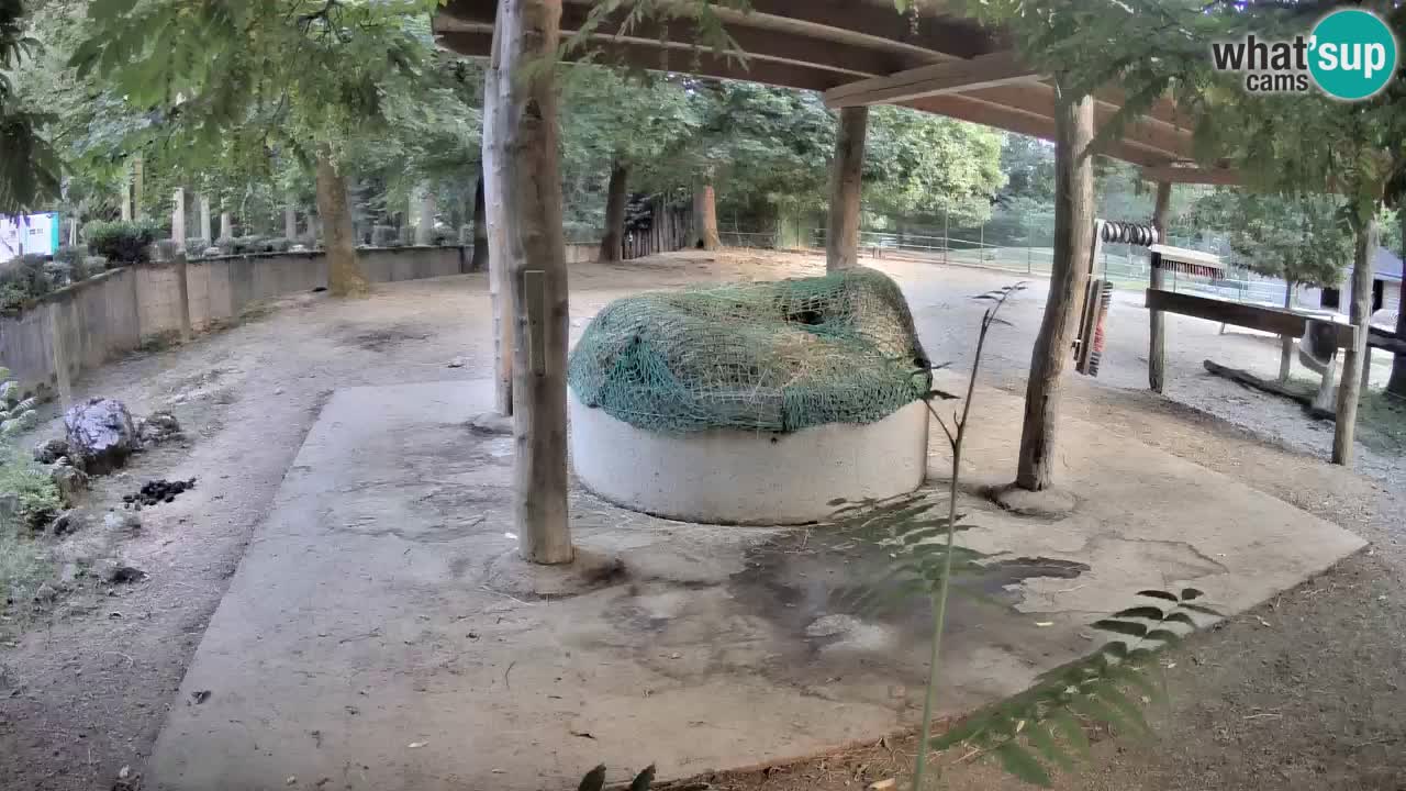 Le Zebre nello ZOO di Ljubljana – Slovenia Live webcam