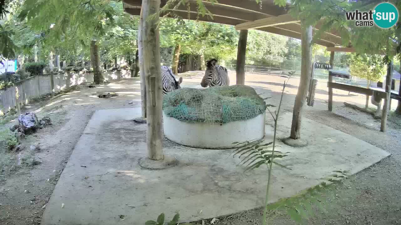 Live webcam Zebras in Ljubljana ZOO – Slovenia