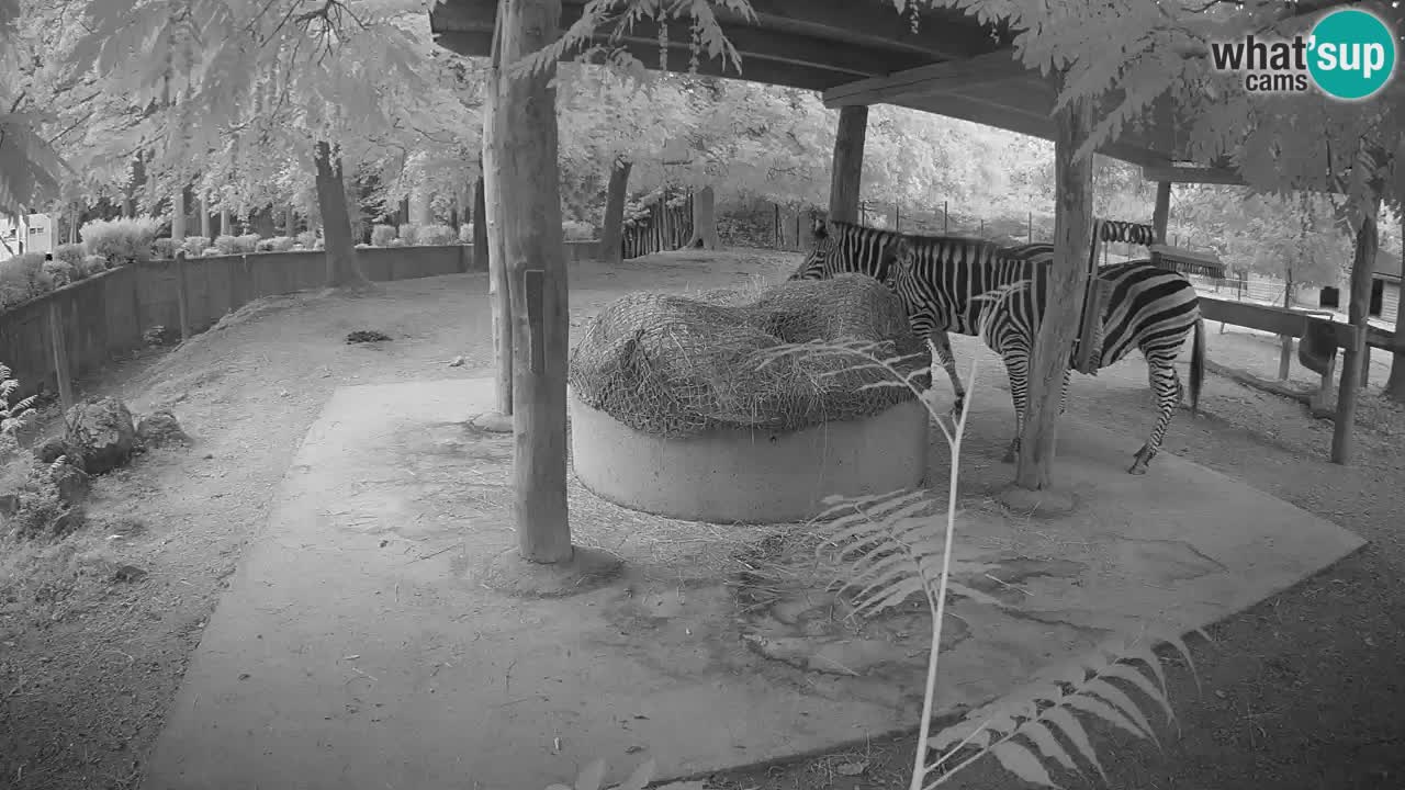 Camera en vivo Cebras in Ljubljana ZOO – Eslovenia