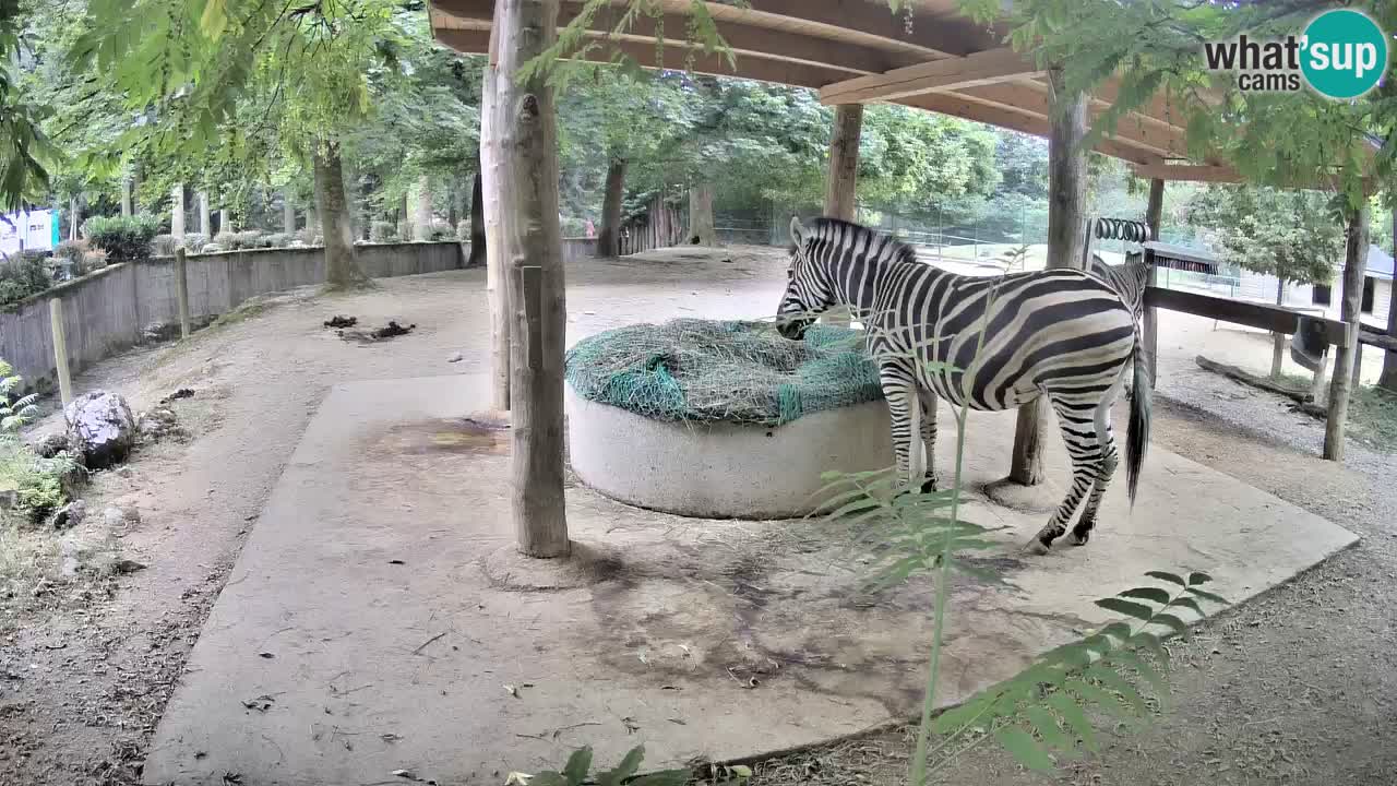 Le Zebre nello ZOO di Ljubljana – Slovenia Live webcam