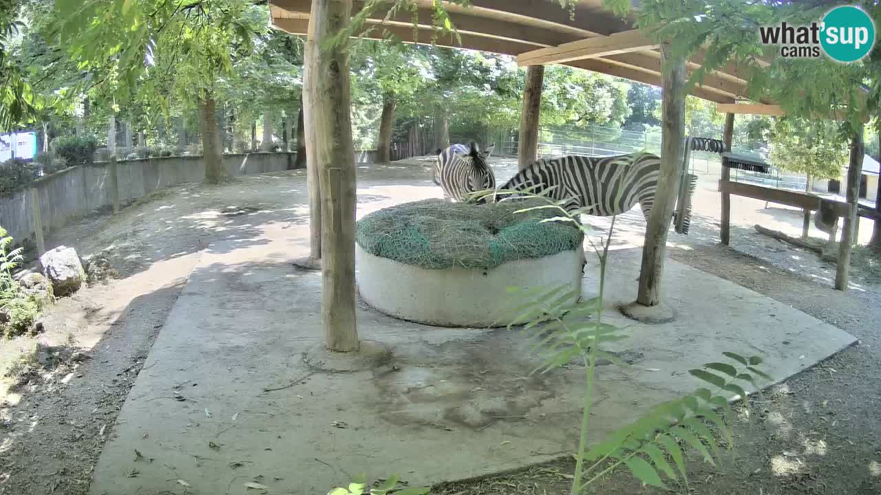 Le Zebre nello ZOO di Ljubljana – Slovenia Live webcam