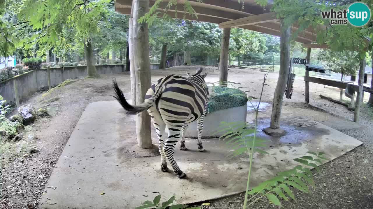 Le Zebre nello ZOO di Ljubljana – Slovenia Live webcam