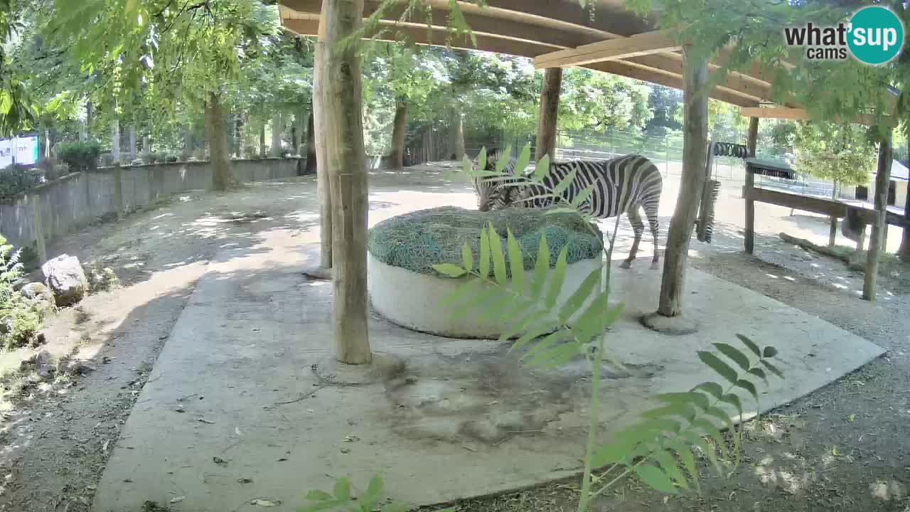 Live webcam Zebras in Ljubljana ZOO – Slovenia