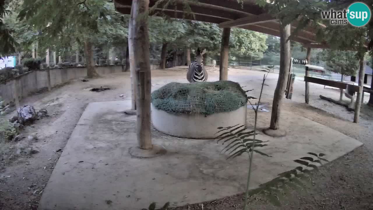 Live webcam Zebras in Ljubljana ZOO – Slovenia