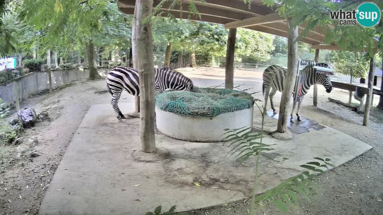 Le Zebre nello ZOO di Ljubljana – Slovenia Live webcam
