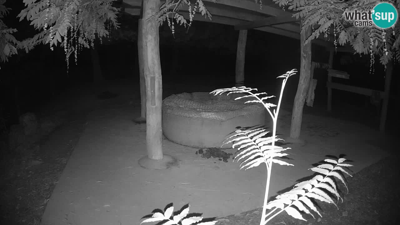 Live Webcam Zebras in Ljubljana ZOO – Slowenien