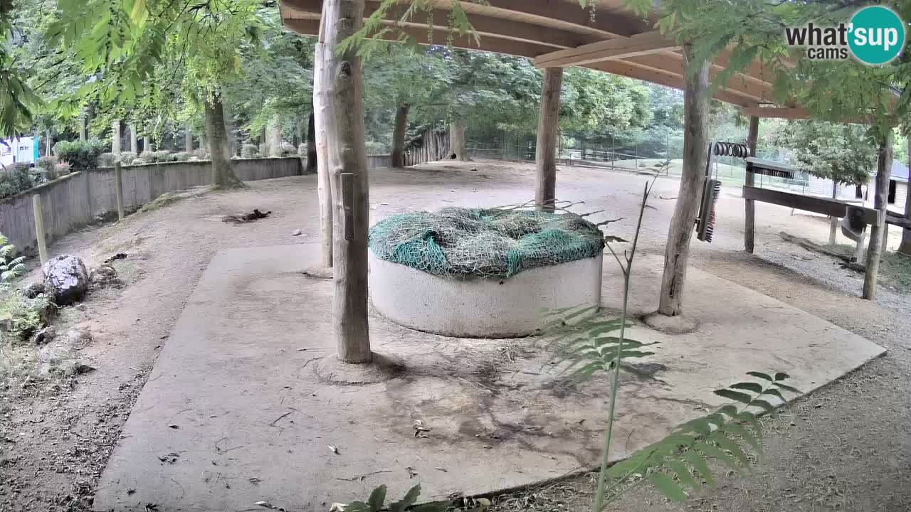 Le Zebre nello ZOO di Ljubljana – Slovenia Live webcam