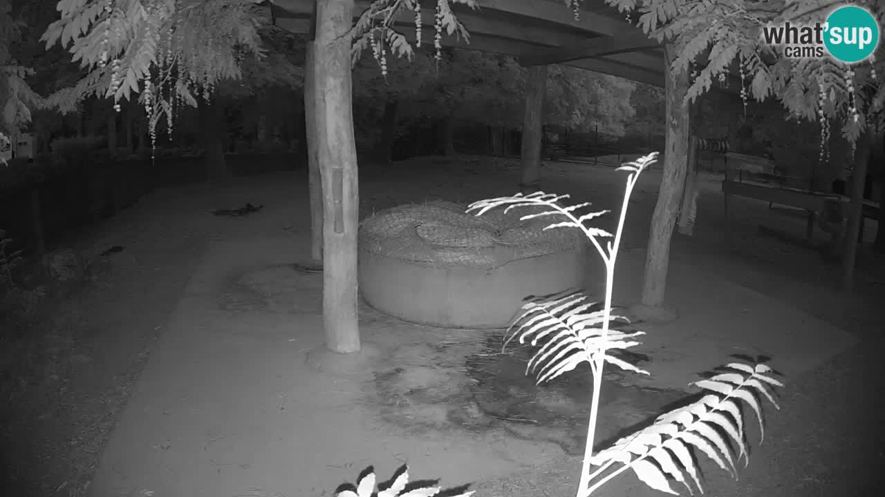 Live Webcam Zebras in Ljubljana ZOO – Slowenien
