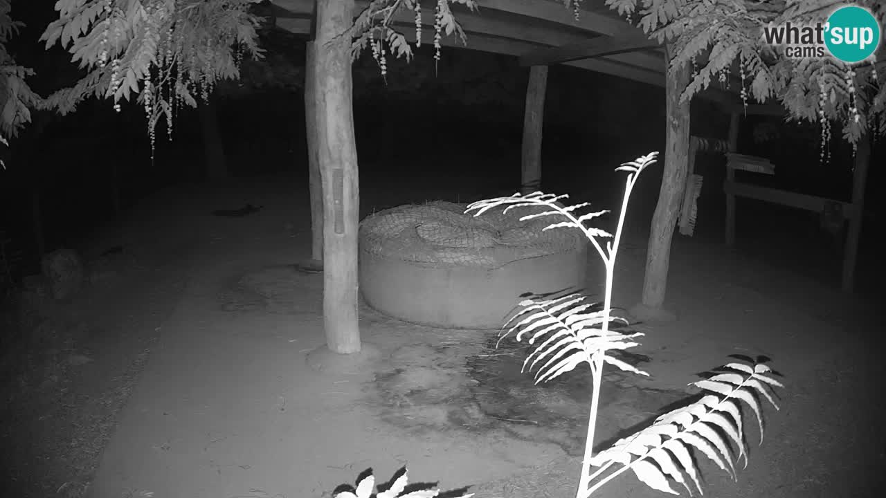 Live webcam Zebras in Ljubljana ZOO – Slovenia