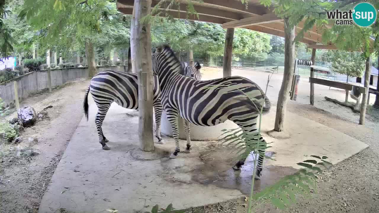 Live webcam Zebras in Ljubljana ZOO – Slovenia