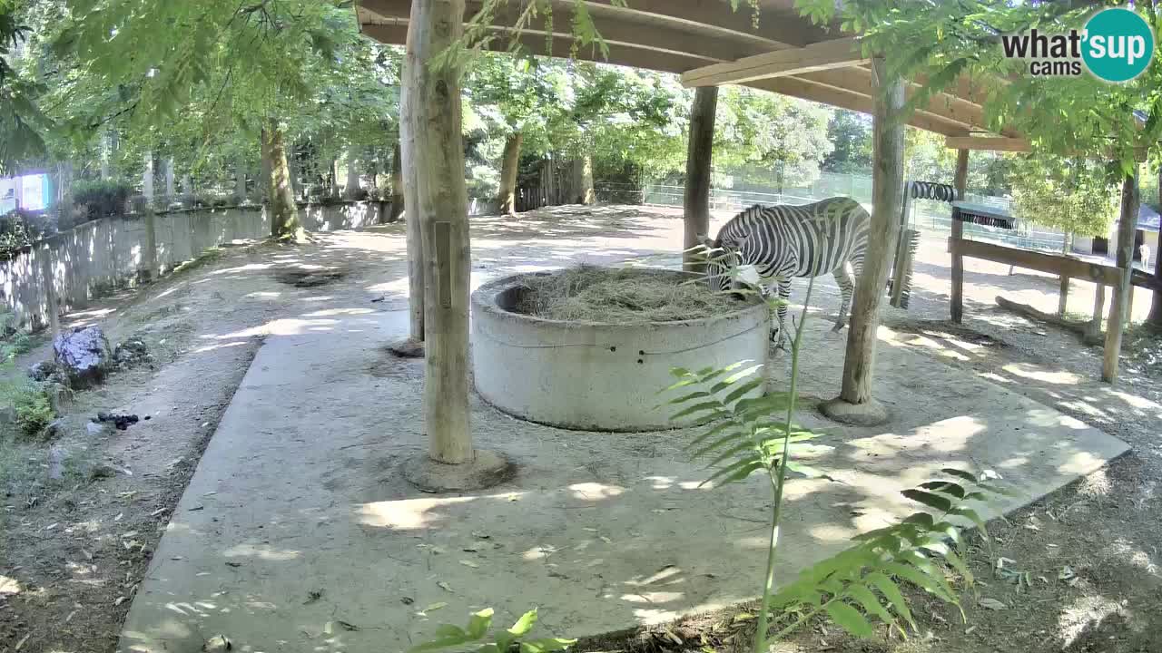 Live webcam Zebras in Ljubljana ZOO – Slovenia