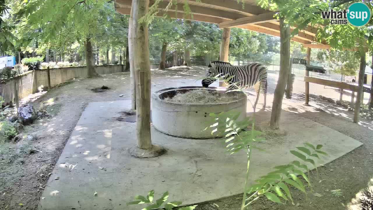 Live webcam Zebras in Ljubljana ZOO – Slovenia