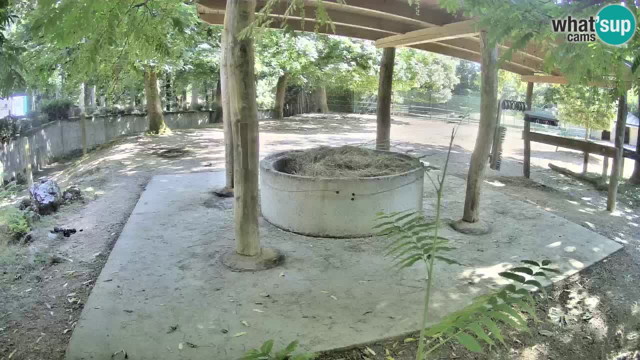 Live webcam Les zèbres in Ljubljana ZOO – Slovénie