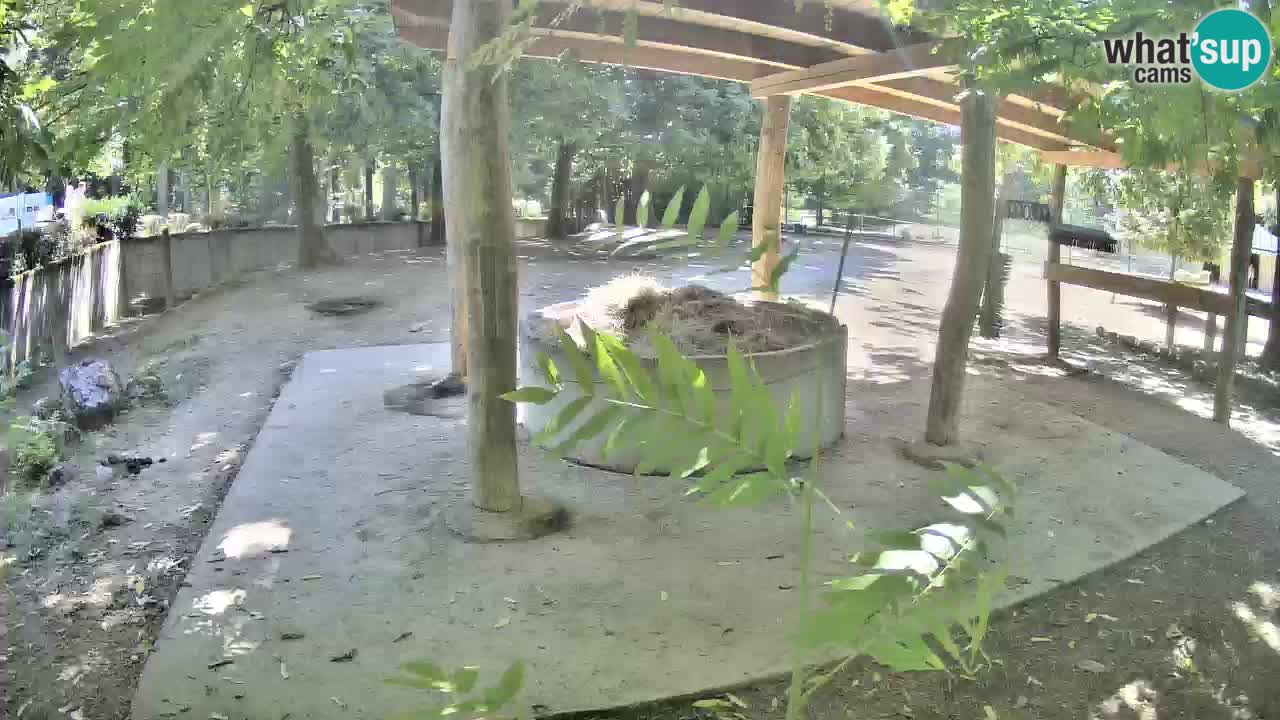 Le Zebre nello ZOO di Ljubljana – Slovenia Live webcam