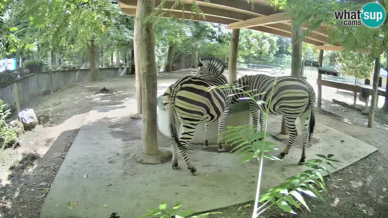Live Webcam Zebras in Ljubljana ZOO – Slowenien