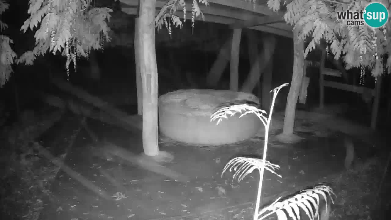 Le Zebre nello ZOO di Ljubljana – Slovenia Live webcam