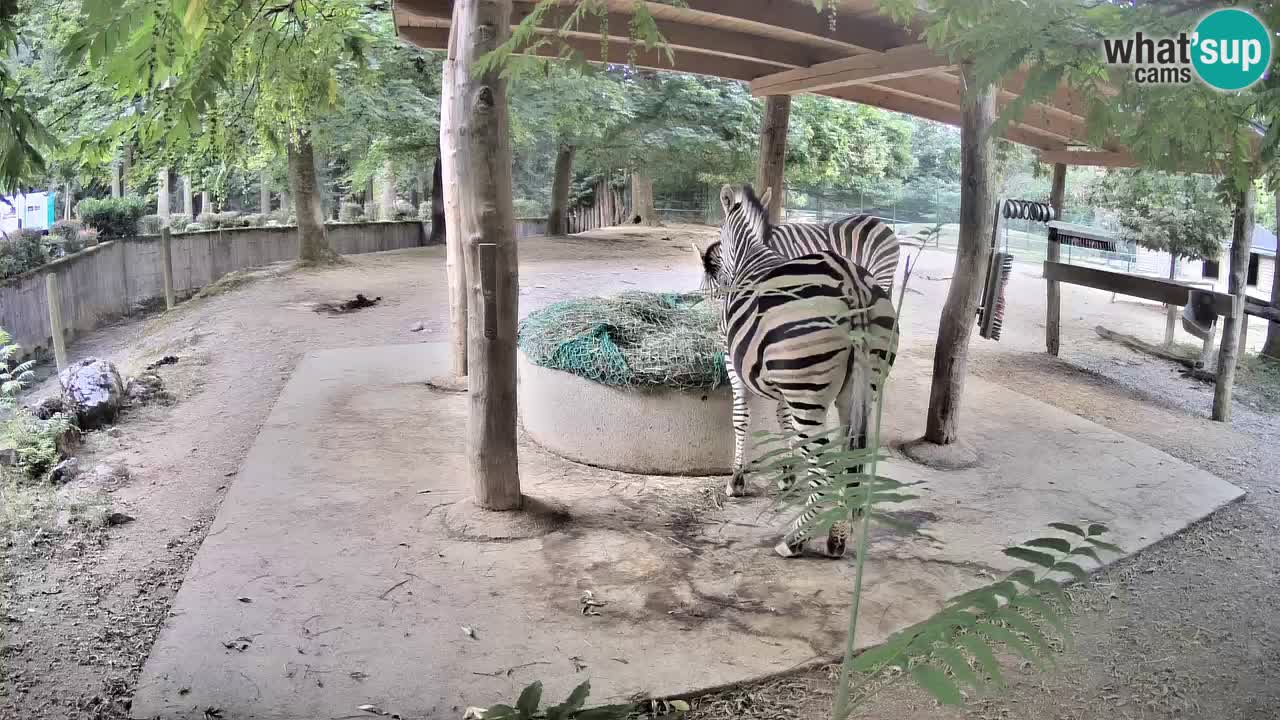 Live webcam Les zèbres in Ljubljana ZOO – Slovénie
