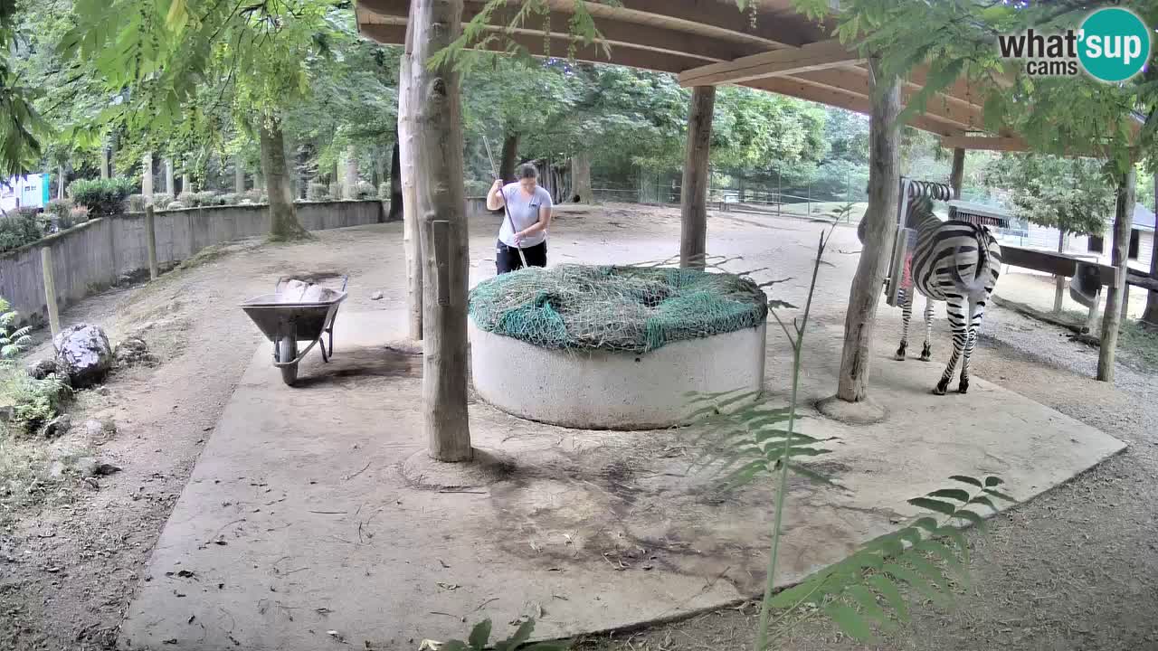 Live webcam Zebras in Ljubljana ZOO – Slovenia
