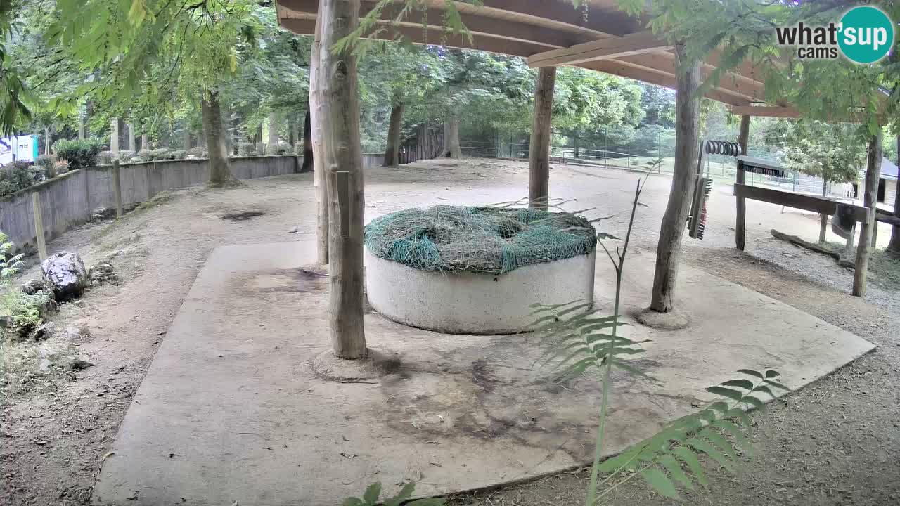 Zebre v živo v živalskem vrtu Ljubljana ZOO spletne kamere