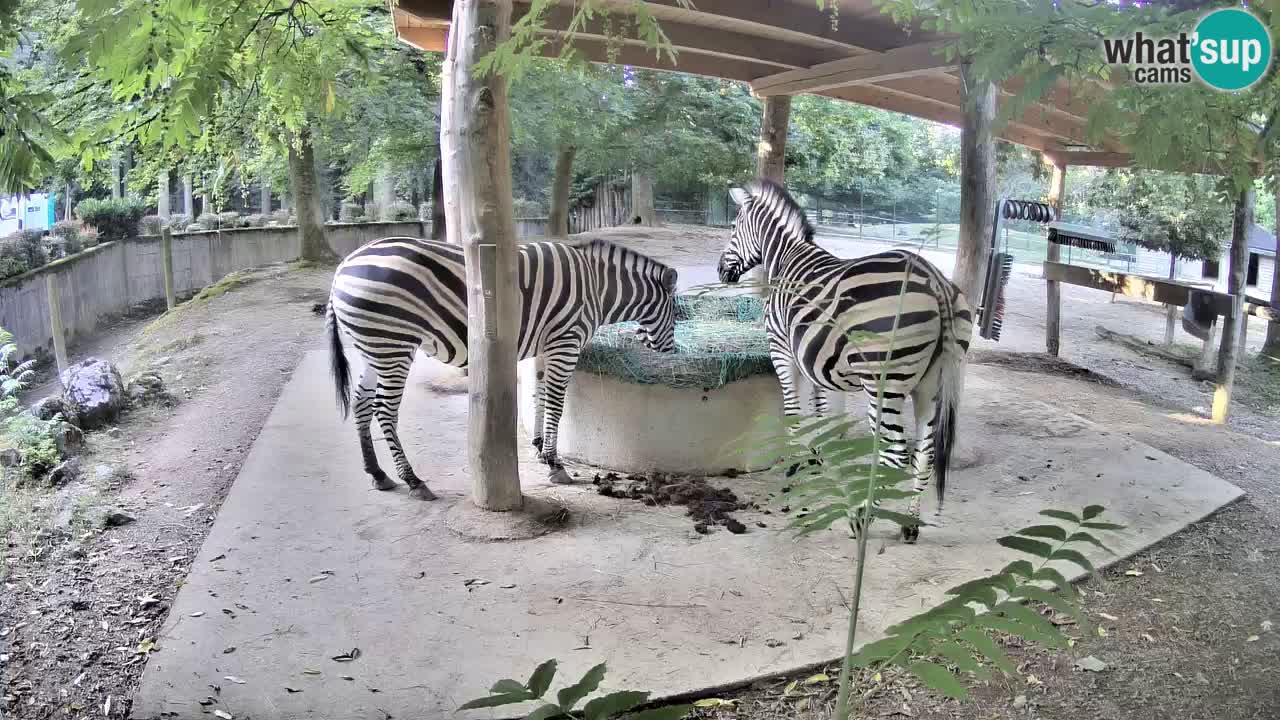Live Webcam Zebras in Ljubljana ZOO – Slowenien