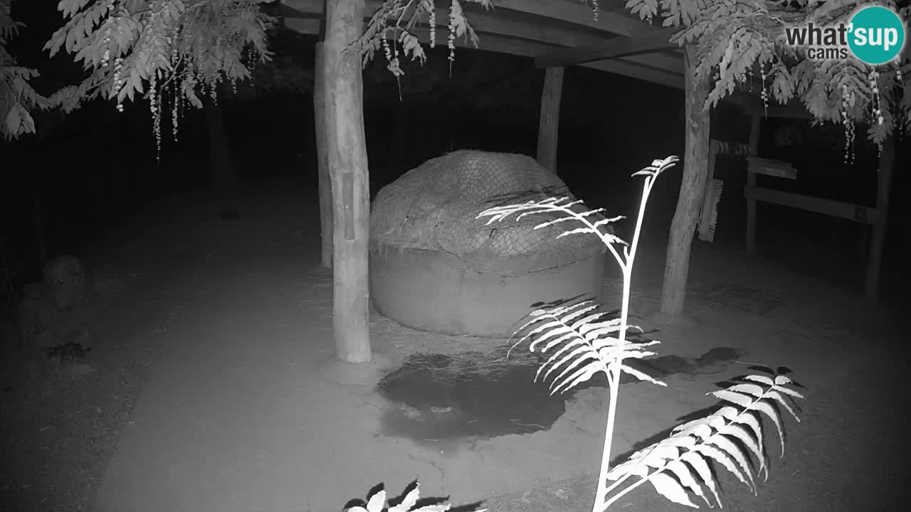 Live webcam Zebras in Ljubljana ZOO – Slovenia