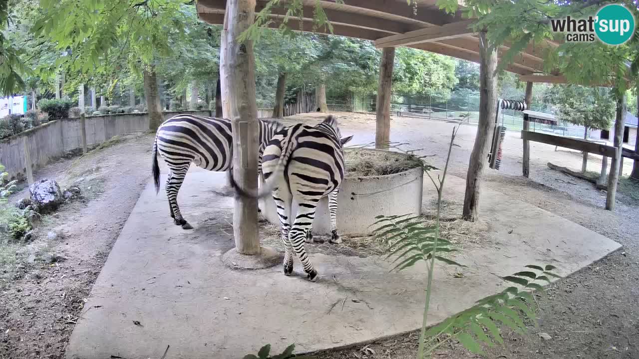 Live webcam Les zèbres in Ljubljana ZOO – Slovénie