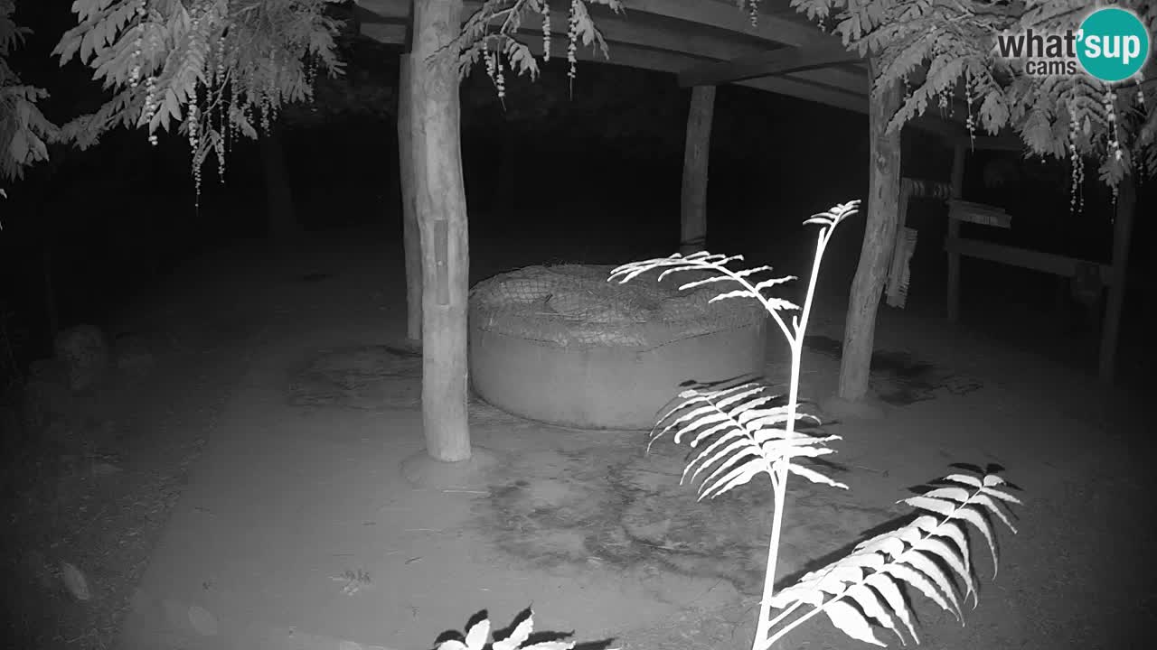 Live webcam Zebras in Ljubljana ZOO – Slovenia