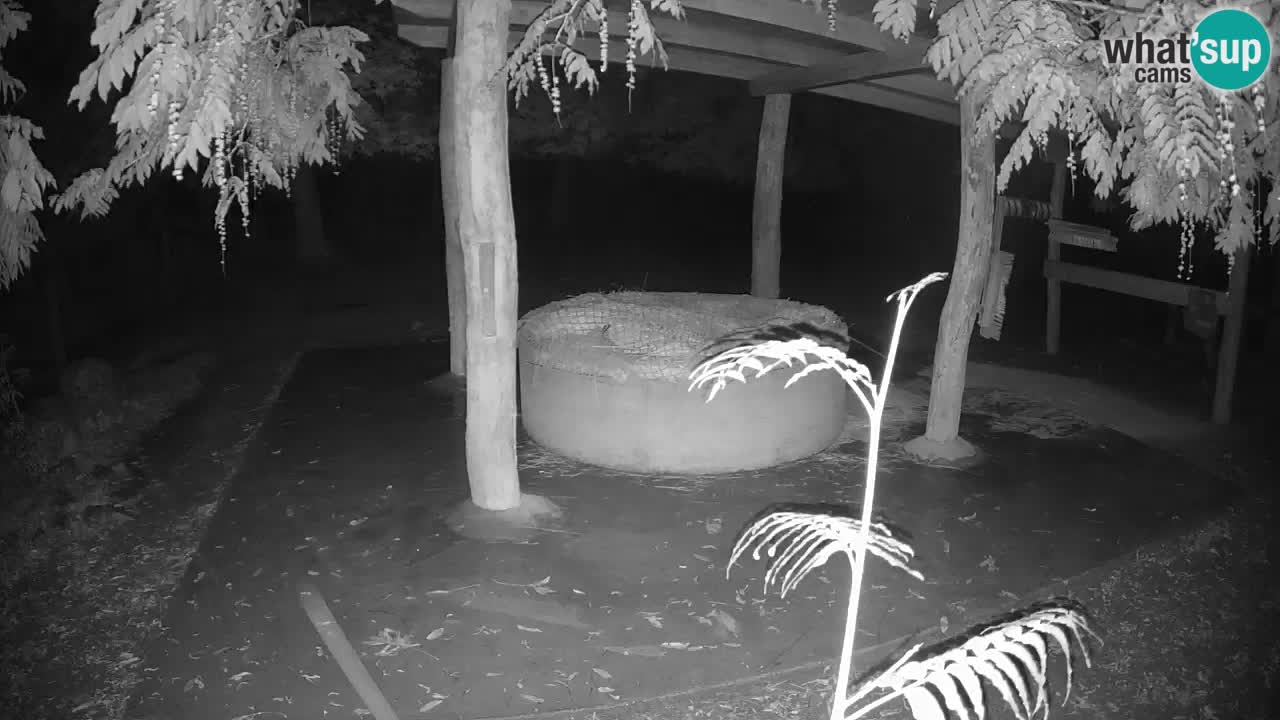 Camera en vivo Cebras in Ljubljana ZOO – Eslovenia