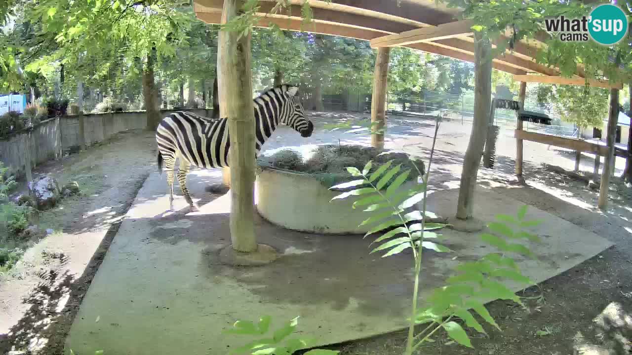 Live Webcam Zebras in Ljubljana ZOO – Slowenien