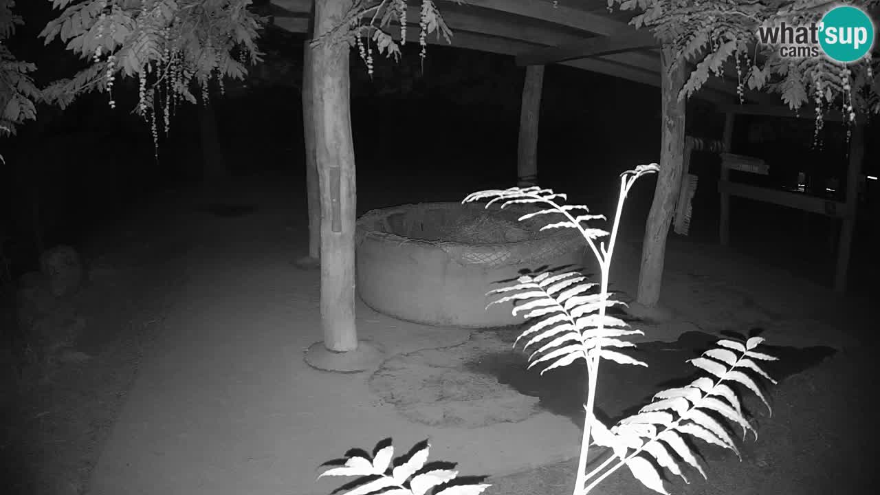 Le Zebre nello ZOO di Ljubljana – Slovenia Live webcam