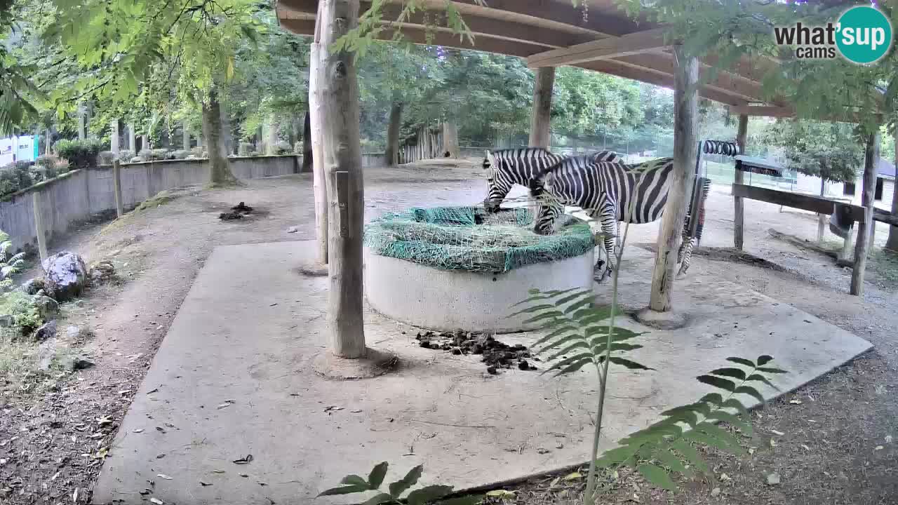 Camera en vivo Cebras in Ljubljana ZOO – Eslovenia