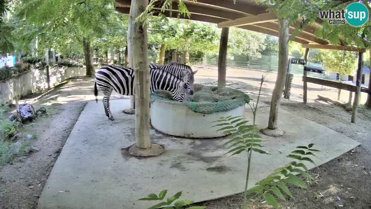 Le Zebre nello ZOO di Ljubljana – Slovenia Live webcam