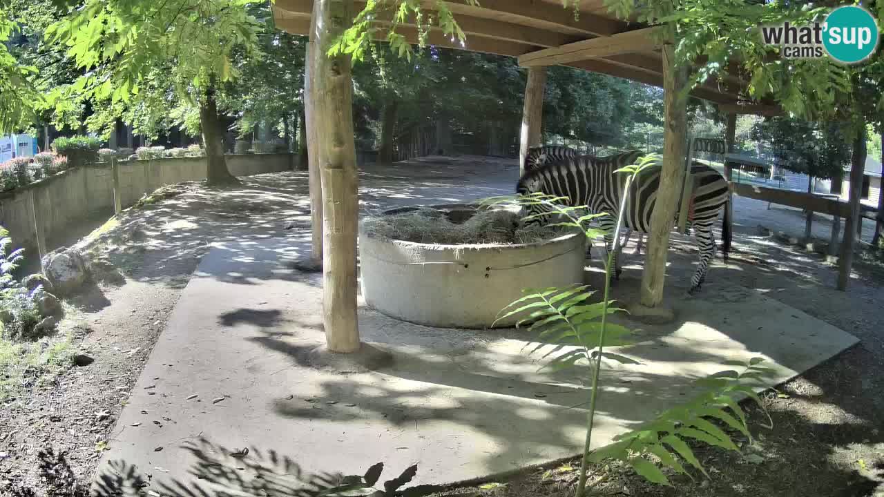 Live webcam Les zèbres in Ljubljana ZOO – Slovénie