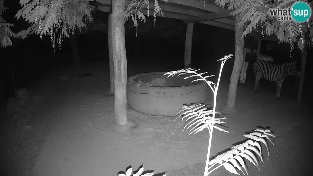 Camera en vivo Cebras in Ljubljana ZOO – Eslovenia