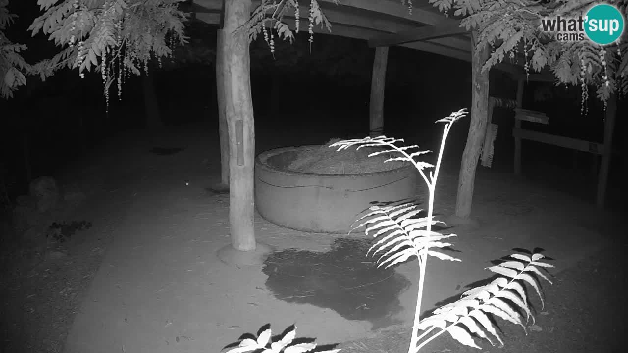 Live Webcam Zebras in Ljubljana ZOO – Slowenien