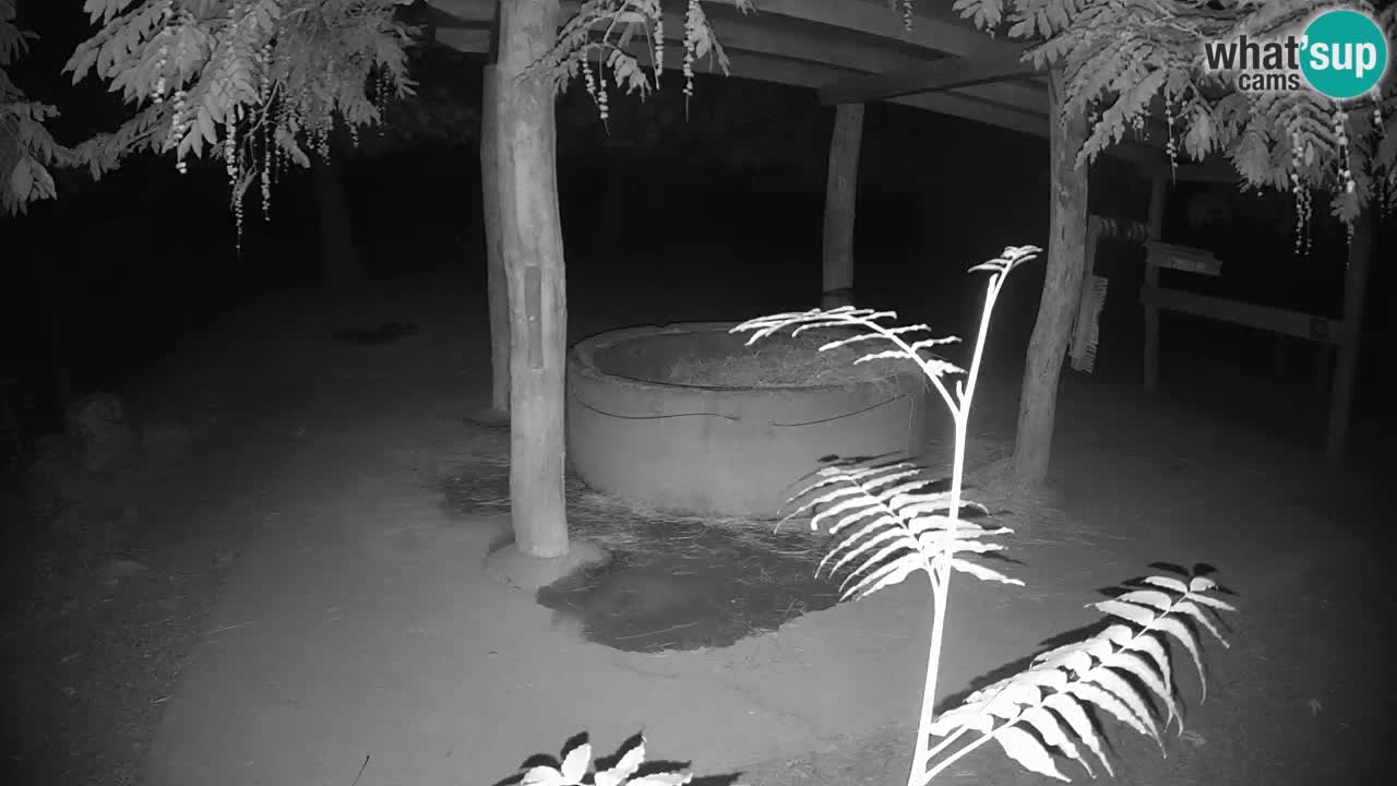Le Zebre nello ZOO di Ljubljana – Slovenia Live webcam