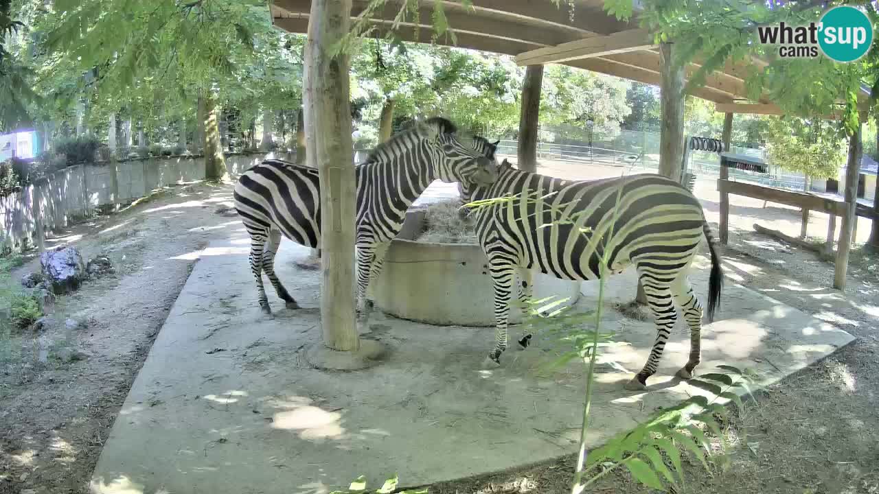 Live Webcam Zebras in Ljubljana ZOO – Slowenien
