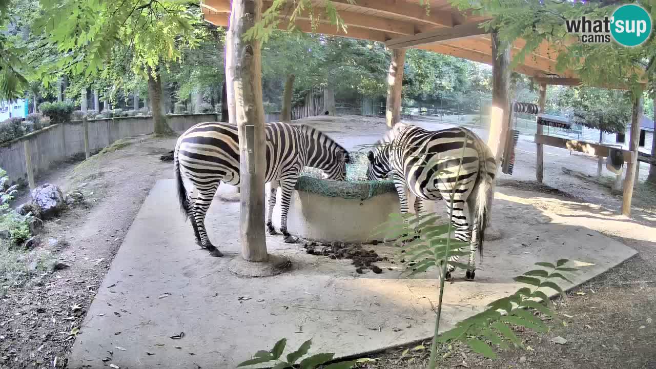 Le Zebre nello ZOO di Ljubljana – Slovenia Live webcam