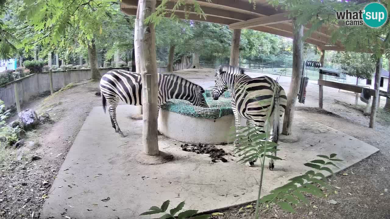 Camera en vivo Cebras in Ljubljana ZOO – Eslovenia