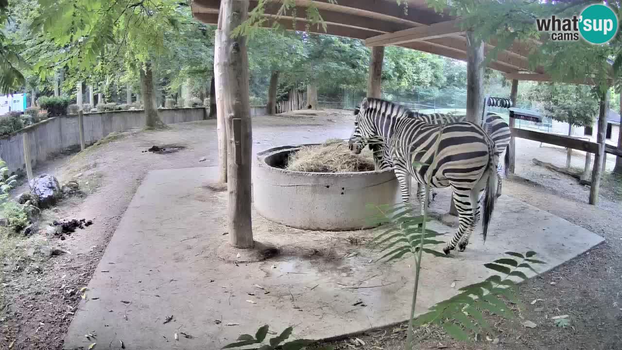 Live webcam Les zèbres in Ljubljana ZOO – Slovénie