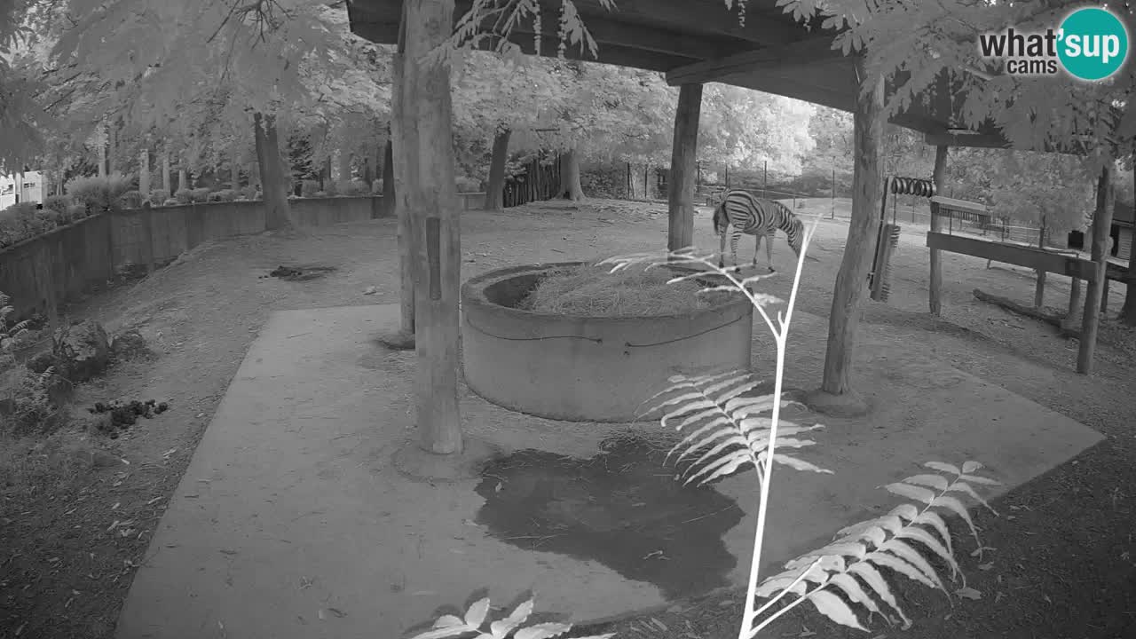 Le Zebre nello ZOO di Ljubljana – Slovenia Live webcam