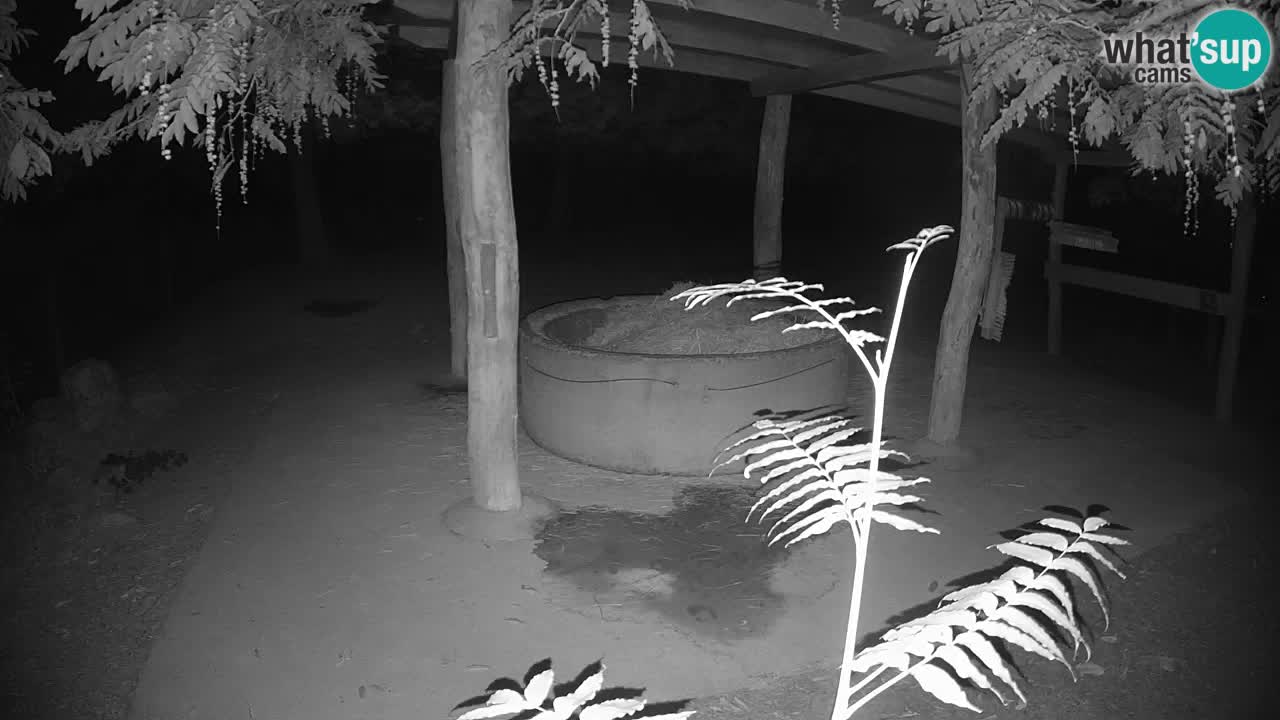 Camera en vivo Cebras in Ljubljana ZOO – Eslovenia