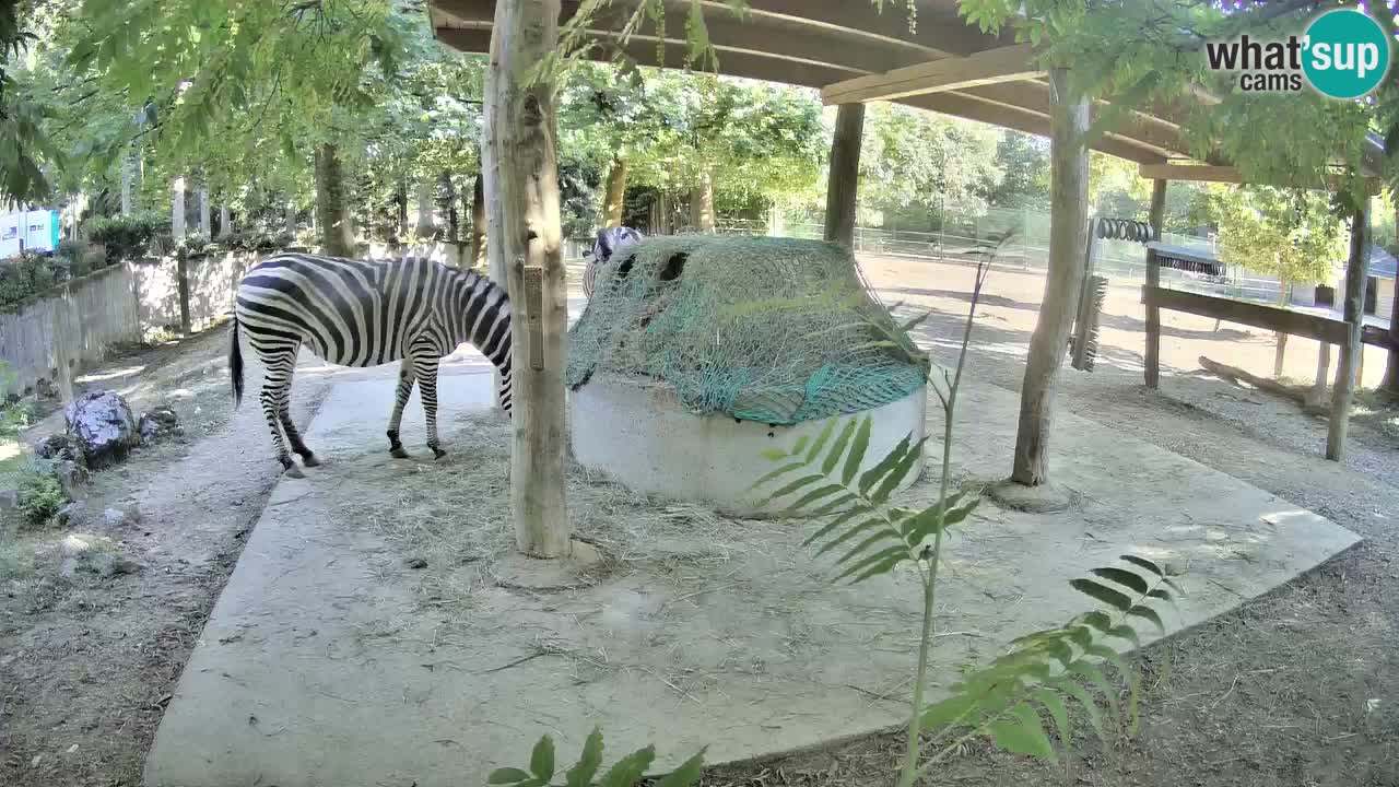 Live webcam Les zèbres in Ljubljana ZOO – Slovénie