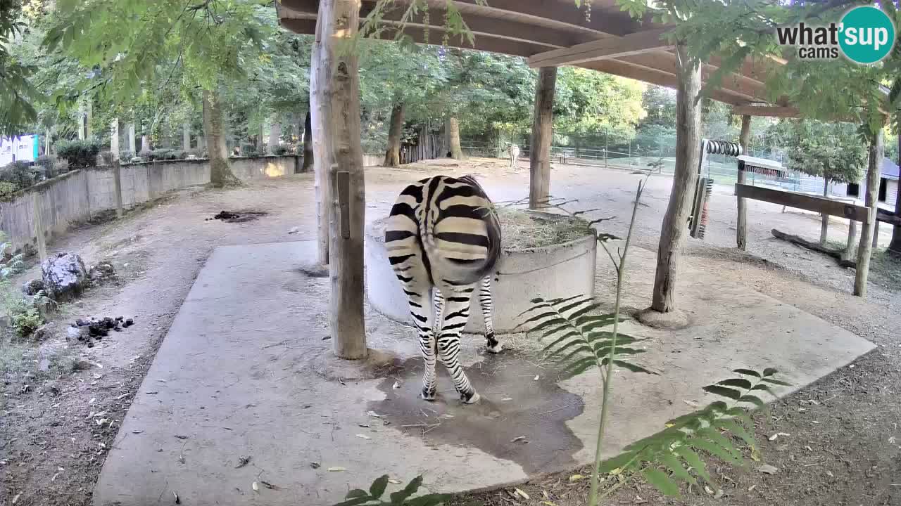 Live webcam Zebras in Ljubljana ZOO – Slovenia