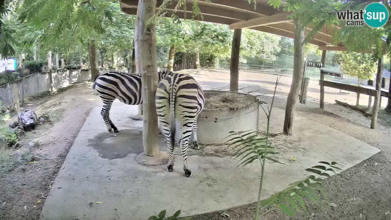Camera en vivo Cebras in Ljubljana ZOO – Eslovenia