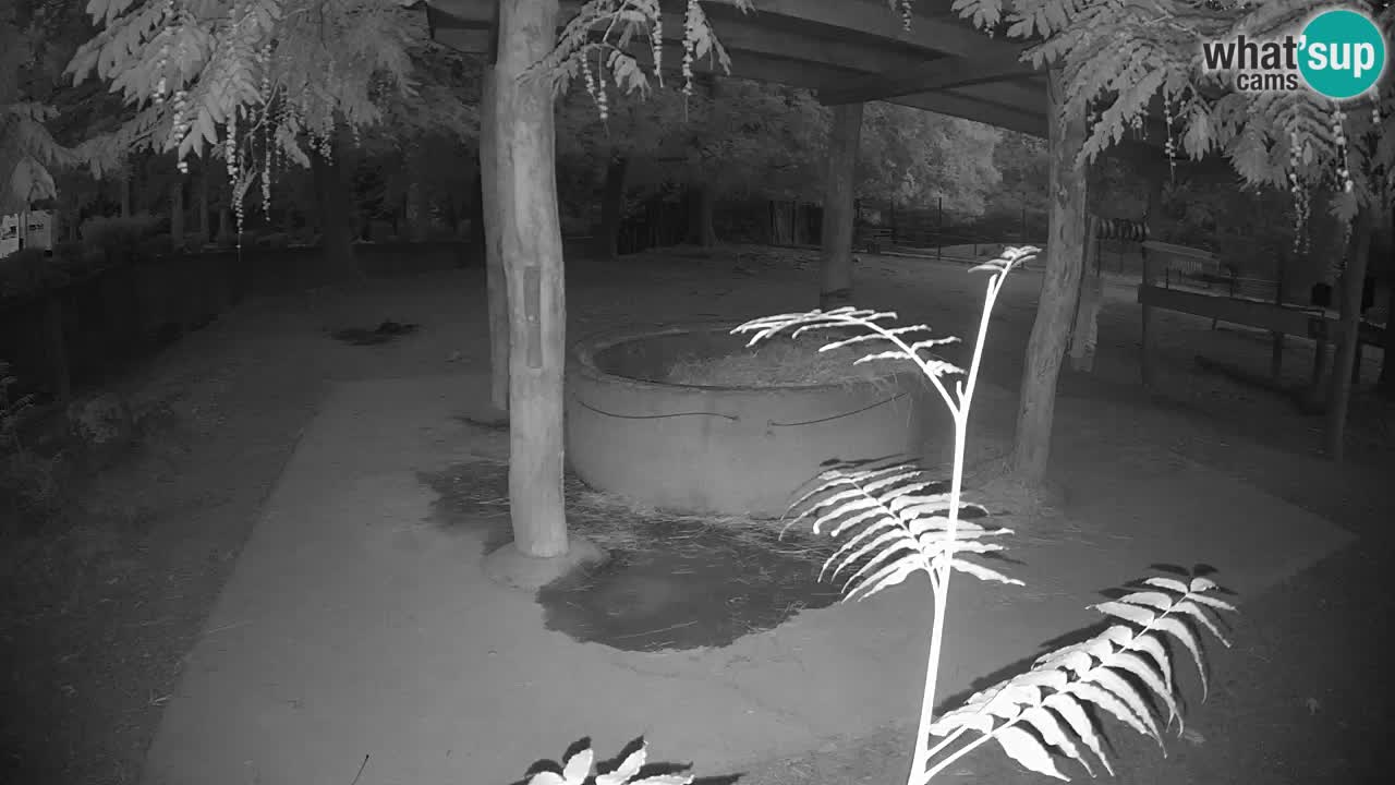 Live Webcam Zebras in Ljubljana ZOO – Slowenien